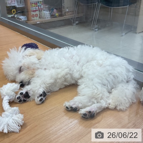 神奈川県のトイプードル(トイ) (ペッツワン 横須賀久里浜店/2026年2月8日生まれ/男の子/ホワイト)の子犬の3枚目の画像