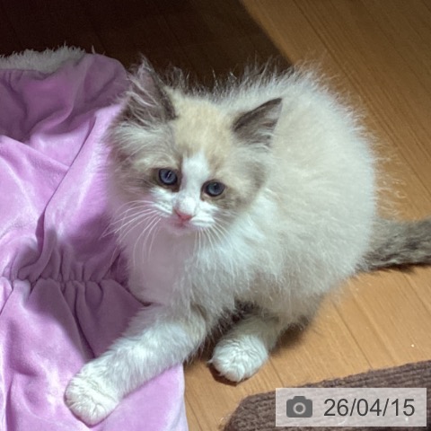 ラグドールの写真