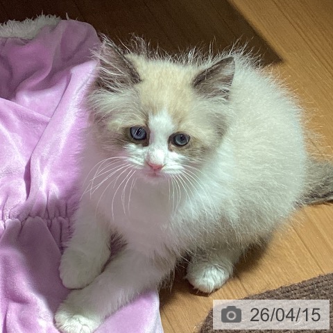 ラグドールの写真