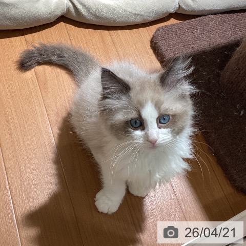 埼玉県のラグドール (ペットプラス イオンモール春日部店/2026年2月13日生まれ/男の子/シールポイントバイカラー)の子猫の3枚目の画像