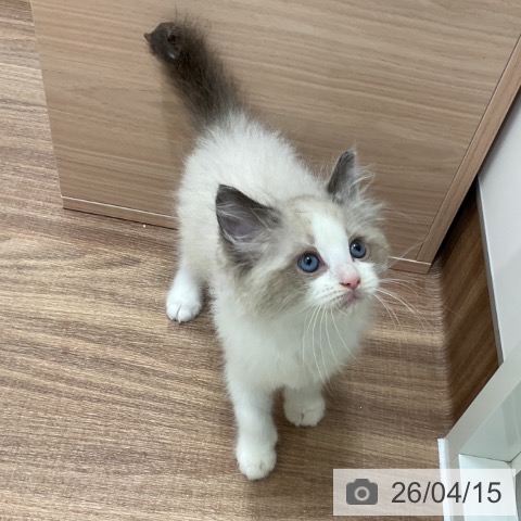 ラグドールの写真