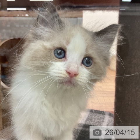 ラグドールの写真