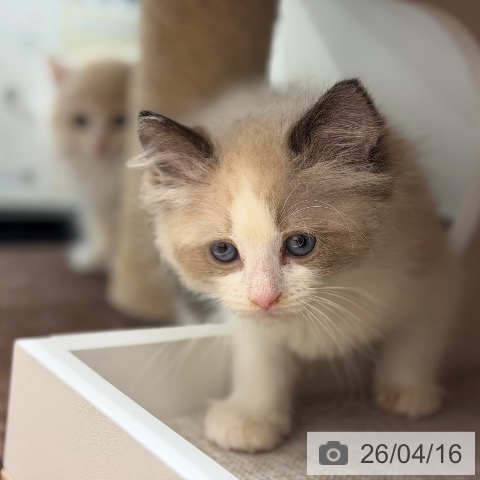 ラグドールの写真