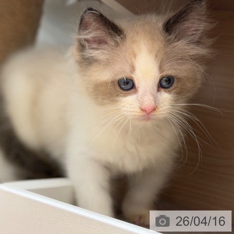 ラグドールの写真