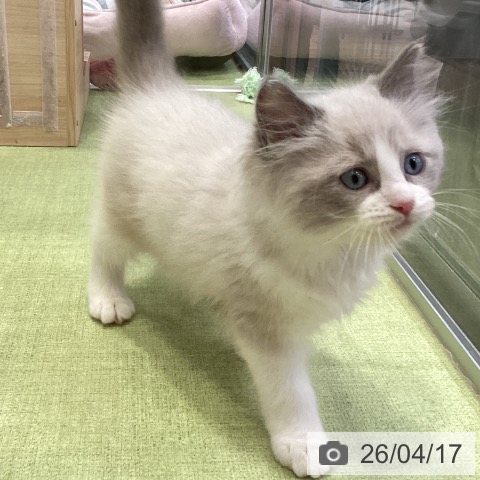 千葉県のラグドール (ペットプラス 幕張新都心店/2026年2月13日生まれ/男の子/ブルーポイントバイカラー)の子猫の3枚目の画像