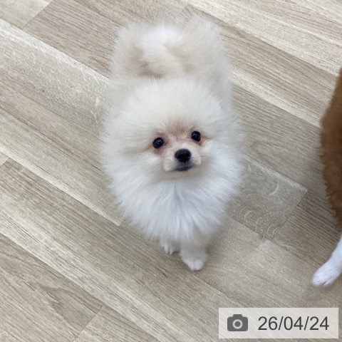 山梨県のポメラニアン (ペットプラス 甲府国母店/2026年2月11日生まれ/男の子/クリーム)の子犬の4枚目の画像