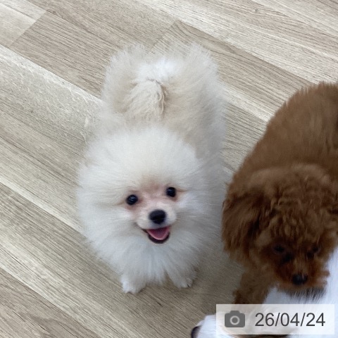 山梨県のポメラニアン (ペットプラス 甲府国母店/2026年2月11日生まれ/男の子/クリーム)の子犬の3枚目の画像