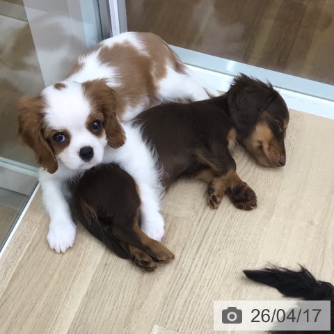 キャバリア・キングチャールズ・スパニエルの写真