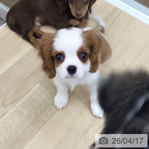 キャバリア・キングチャールズ・スパニエルの写真