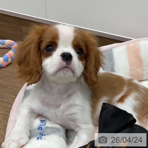 神奈川県のキャバリアキングチャールズスパニエル (ペッツワン 小田原店/2026年2月5日生まれ/女の子/ブレンハイム)の子犬の3枚目の画像