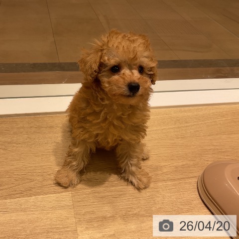 神奈川県のトイプードル(トイ) (ペットプラス 海老名店/2026年2月13日生まれ/女の子/アプリコット)の子犬の4枚目の画像