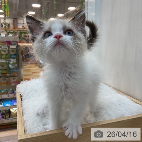 群馬県のラグドール (ペットプラス 前橋店/2026年2月7日生まれ/男の子/シールポイントバイカラー)の子猫の4枚目の画像