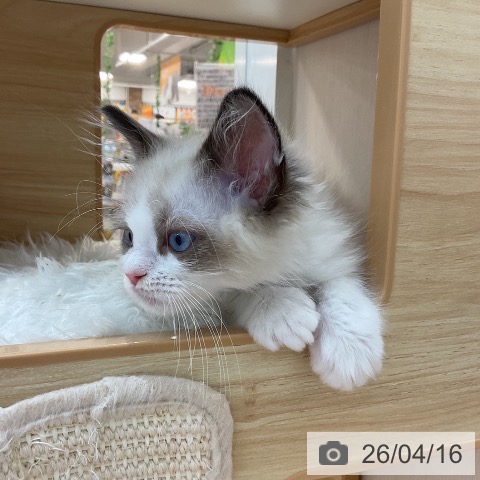 群馬県のラグドール (ペットプラス 前橋店/2026年2月7日生まれ/男の子/シールポイントバイカラー)の子猫の3枚目の画像