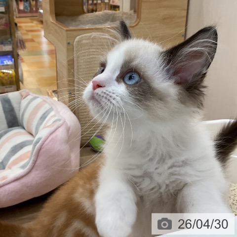 群馬県のラグドール (ペットプラス 前橋店/2026年2月7日生まれ/男の子/シールポイントバイカラー)の子猫の3枚目の画像