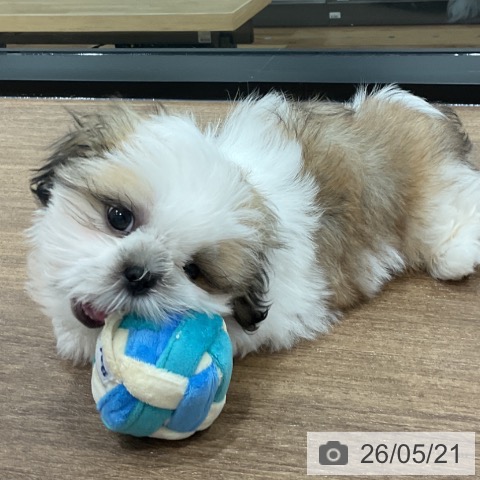 神奈川県のシーズー (ペッツワン 小田原店/2026年2月13日生まれ/男の子/ホワイトゴールド)の子犬の4枚目の画像