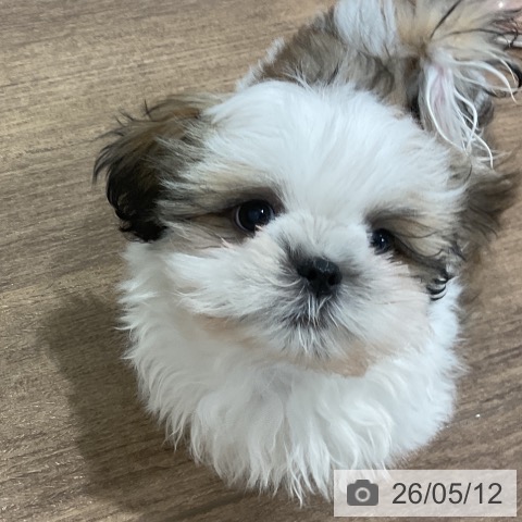 神奈川県のシーズー (ペッツワン 小田原店/2026年2月13日生まれ/男の子/ホワイトゴールド)の子犬の3枚目の画像