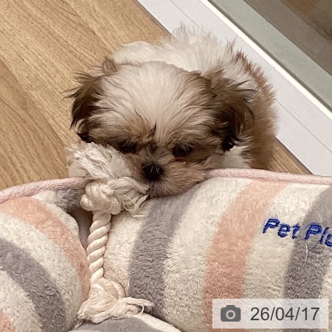 東京都のシーズー (ペットプラス 立川高島屋S.C.店/2026年2月13日生まれ/女の子/ホワイトゴールド)の子犬の4枚目の画像