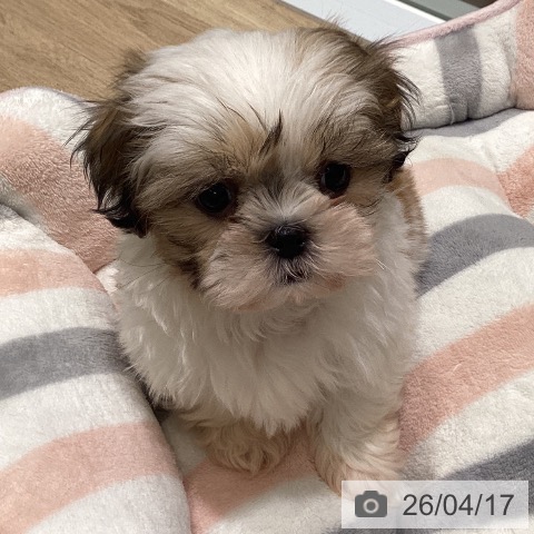 東京都のシーズー (ペットプラス 立川高島屋S.C.店/2026年2月13日生まれ/女の子/ホワイトゴールド)の子犬の3枚目の画像