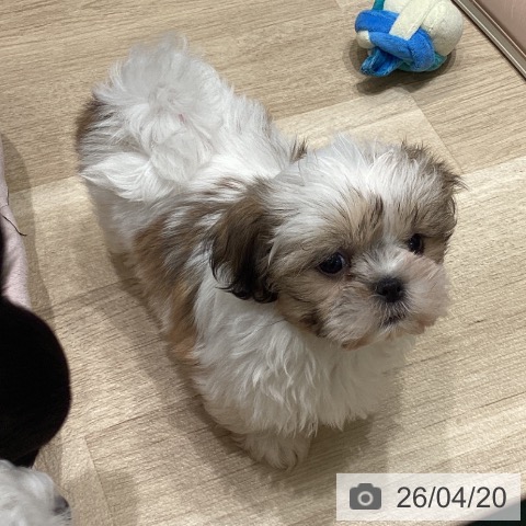 東京都のシーズー (ペットプラス 立川高島屋S.C.店/2026年2月13日生まれ/女の子/ホワイトゴールド)の子犬の3枚目の画像