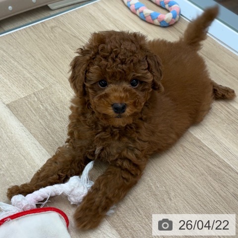 東京都のトイプードル(トイ) (ペットプラス むさし村山店/2026年2月13日生まれ/男の子/レッド)の子犬の4枚目の画像