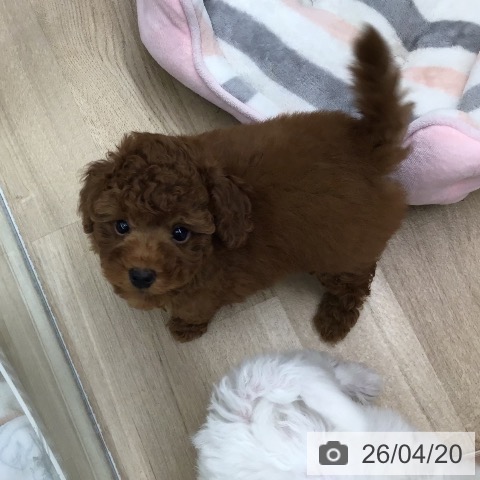 東京都のトイプードル(トイ) (ペットプラス むさし村山店/2026年2月13日生まれ/男の子/レッド)の子犬の3枚目の画像