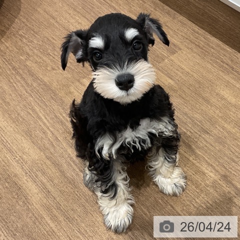 神奈川県のミニチュアシュナウザー (ペッツワン 小田原店/2026年2月13日生まれ/男の子/ブラックシルバー)の子犬の3枚目の画像