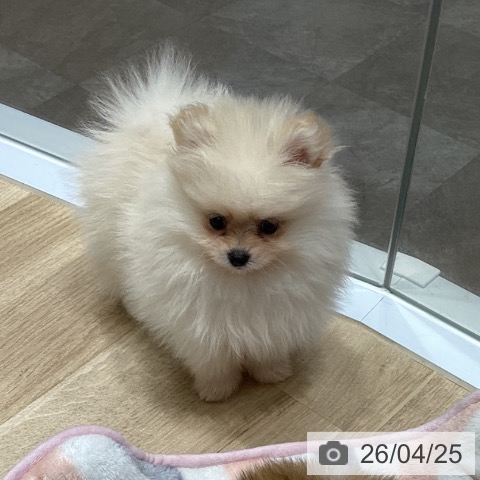 宮城県のポメラニアン (ペットプラス 名取店/2026年2月13日生まれ/女の子/クリーム)の子犬の3枚目の画像