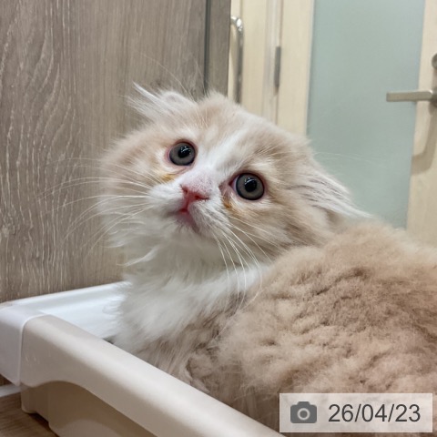 スコティッシュフォールドの写真