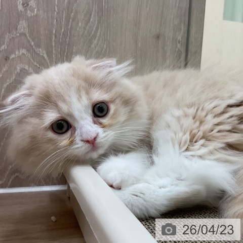 スコティッシュフォールドの写真