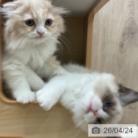 スコティッシュフォールドの写真