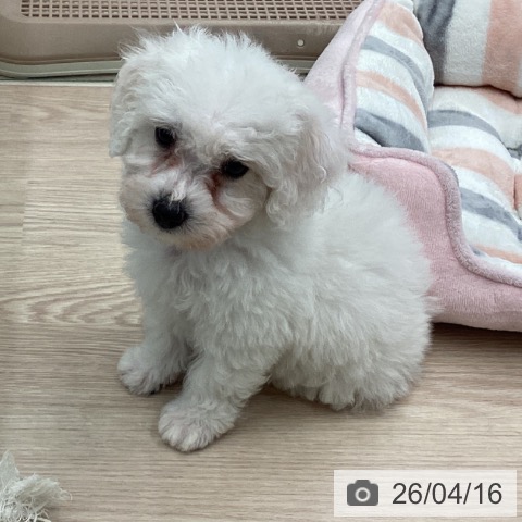 ビション・フリーゼの写真