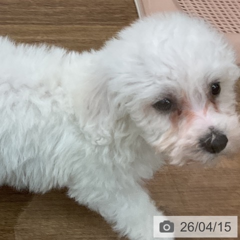 ビション・フリーゼの写真