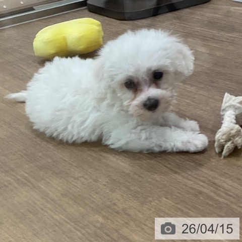 ビション・フリーゼの写真