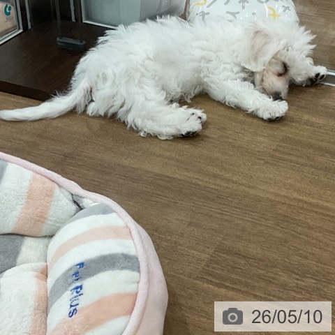 埼玉県のビションフリーゼ (ペッツワン 吉川美南店/2026年2月13日生まれ/男の子/ホワイト)の子犬の3枚目の画像