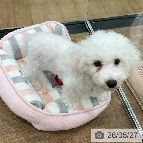 埼玉県のビションフリーゼ (ペッツワン 吉川美南店/2026年2月13日生まれ/男の子/ホワイト)の子犬の4枚目の画像