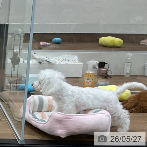 埼玉県のビションフリーゼ (ペッツワン 吉川美南店/2026年2月13日生まれ/男の子/ホワイト)の子犬の3枚目の画像