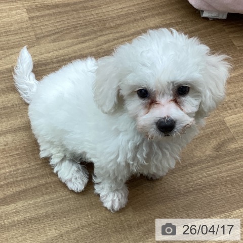 東京都のビションフリーゼ (ペッツワン 青梅インター店/2026年2月13日生まれ/男の子/ホワイト)の子犬の3枚目の画像