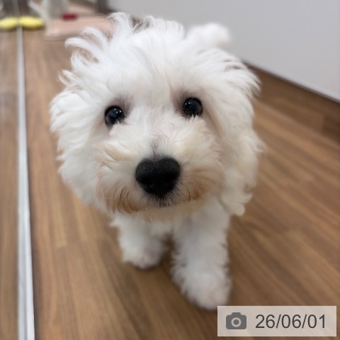 茨城県のビションフリーゼ (ペッツワン つくば店/2026年2月13日生まれ/男の子/ホワイト)の子犬の4枚目の画像