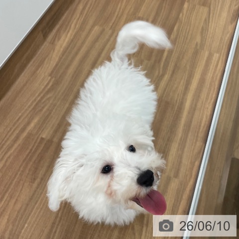 茨城県のビションフリーゼ (ペッツワン つくば店/2026年2月13日生まれ/男の子/ホワイト)の子犬の4枚目の画像