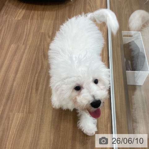 茨城県のビションフリーゼ (ペッツワン つくば店/2026年2月13日生まれ/男の子/ホワイト)の子犬の3枚目の画像