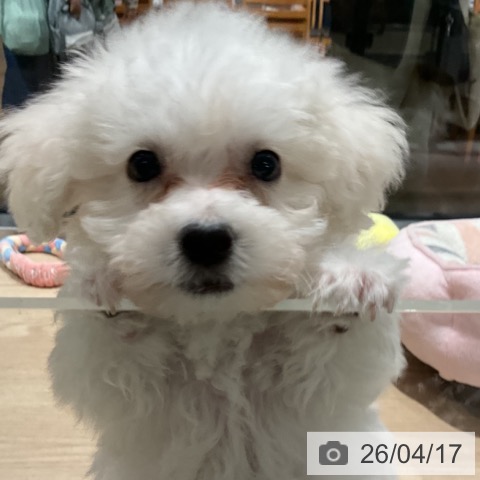 ビション・フリーゼの写真