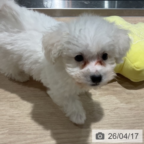 ビション・フリーゼの写真