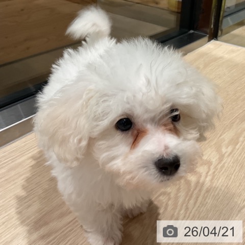 埼玉県のビションフリーゼ (ペットプラス コクーンシティ店/2026年2月13日生まれ/男の子/ホワイト)の子犬の3枚目の画像