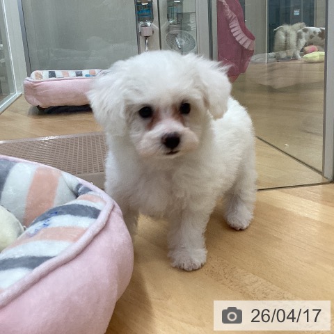 ビション・フリーゼの写真