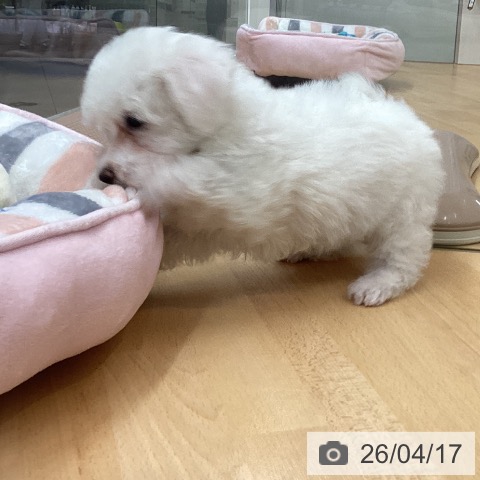 ビション・フリーゼの写真