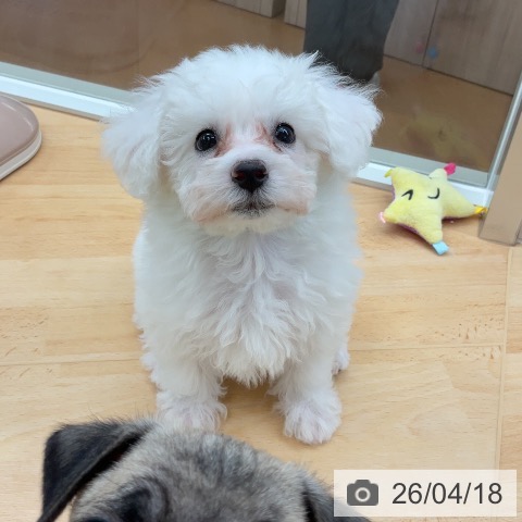 ビション・フリーゼの写真