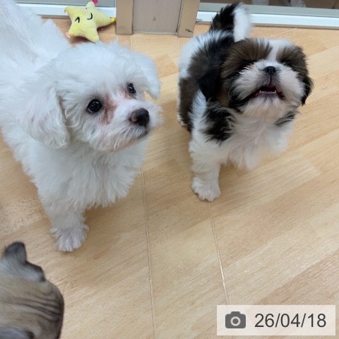 ビション・フリーゼの写真