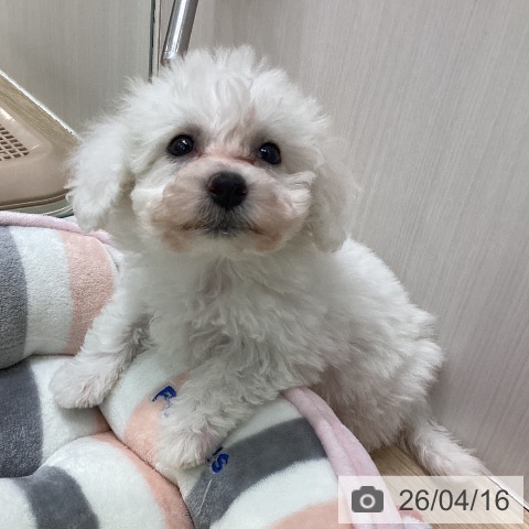 ビション・フリーゼの写真