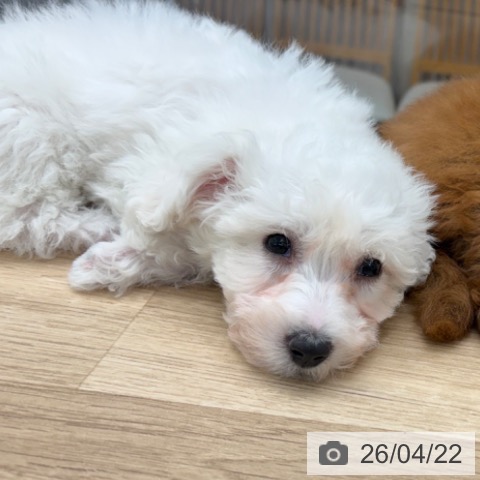 東京都のビションフリーゼ (ペットプラス むさし村山店/2026年2月13日生まれ/女の子/ホワイト)の子犬の4枚目の画像