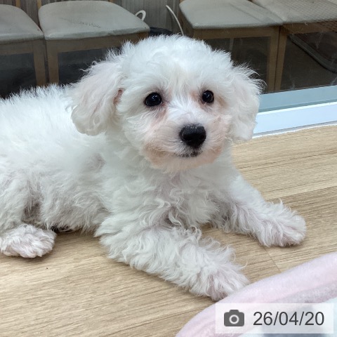 東京都のビションフリーゼ (ペットプラス むさし村山店/2026年2月13日生まれ/女の子/ホワイト)の子犬の3枚目の画像